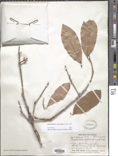 Elaeodendron xylocarpum image