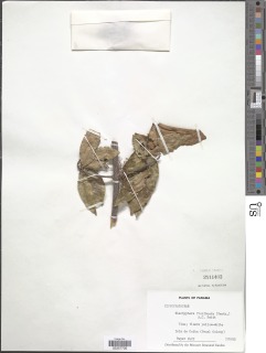 Elachyptera floribunda image