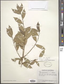 Ilex quercetorum image
