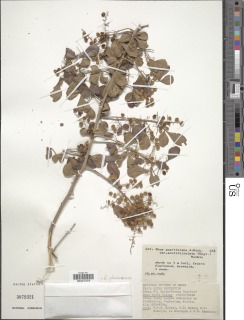 Image of Searsia glaucescens