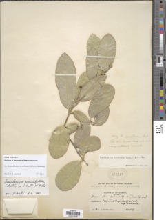 Semialarium mexicanum image