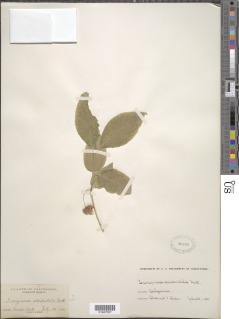 Euonymus occidentalis image