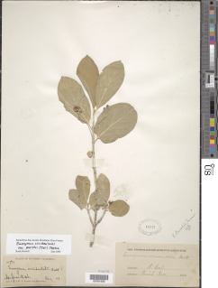 Euonymus occidentalis var. parishii image
