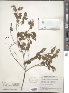 Ilex macfadyenii subsp. pringlei image
