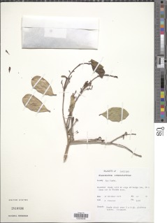 Elaeodendron schweinfurthianum image