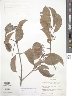 Image of Elaeodendron xylocarpum