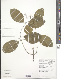Image of Cuervea macrophylla