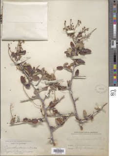 Ceanothus oliganthus var. oliganthus image