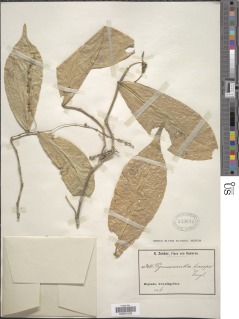Vadensea oblongifolia image