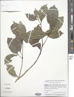 Staphylea insignis image