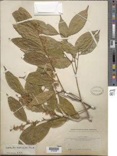 Leptaulus daphnoides image