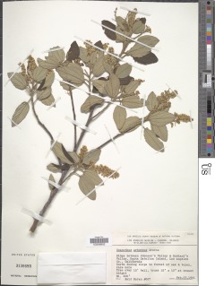 Ceanothus arboreus image