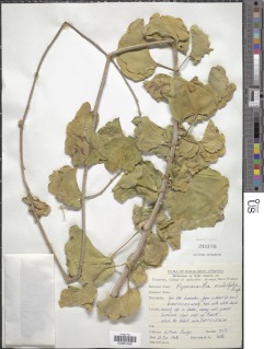 Pyrenacantha malvifolia image