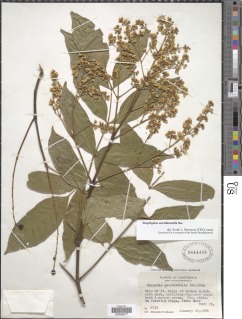 Staphylea occidentalis image