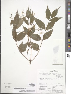 Staphylea occidentalis subsp. occidentalis image
