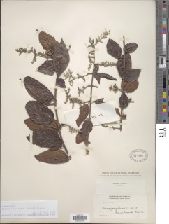 Sageretia elegans image