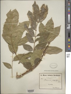 Image of Bersama integrifolia
