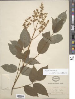 Staphylea occidentalis subsp. occidentalis image