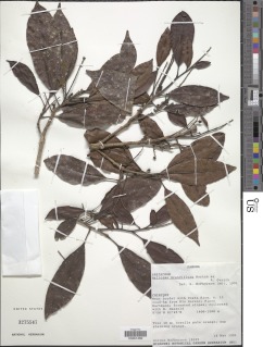 Meliosma grandiflora image