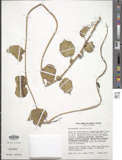 Pyrenacantha malvifolia image