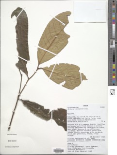 Image of Salacia loloensis