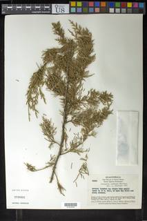 Juniperus comitana image