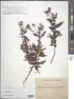 Ceanothus papillosus image