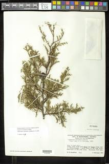 Cupressus lusitanica image