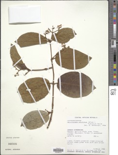 Image of Helictonema velutinum
