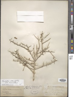 Ziziphus obtusifolia var. canescens image