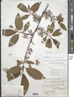 Colubrina arborescens image