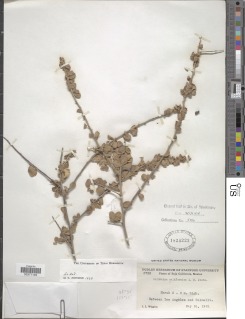 Image of Colubrina californica