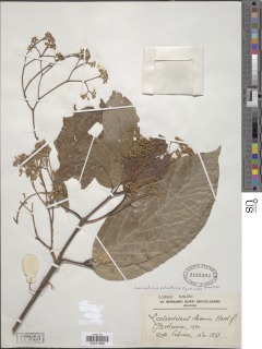 Lasiodiscus palustris image