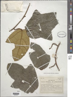Pyrenacantha occidentalis image