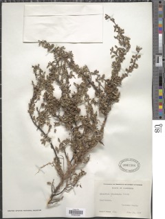 Ceanothus fresnensis image