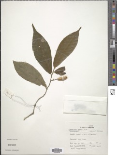 Alsodeiopsis mannii image
