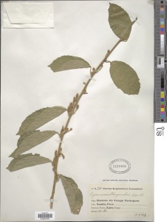 Pyrenacantha staudtii var. staudtii image