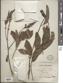 Maesopsis eminii subsp. berchemioides image