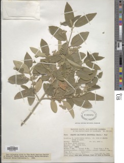 Frangula californica subsp. tomentella image