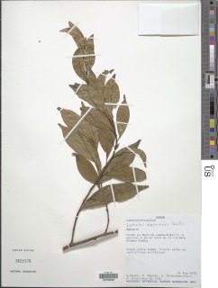 Image of Leptaulus daphnoides
