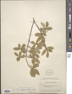 Frangula rubra subsp. obtusissima image