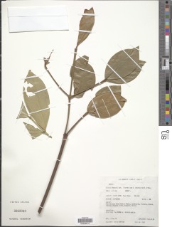Salacia lehmbachii image