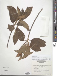 Colubrina greggii var. yucatanensis image