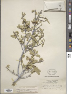 Frangula rubra subsp. modocensis image