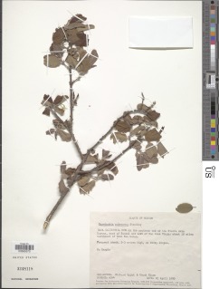 Image of Karwinskia parvifolia