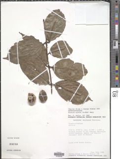 Salacia erecta image