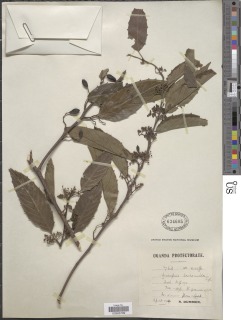 Maesopsis eminii subsp. berchemioides image
