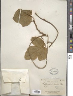 Pyrenacantha lobata image