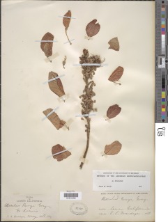 Aesculus parryi image