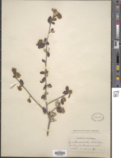 Ceanothus oliganthus var. sorediatus image